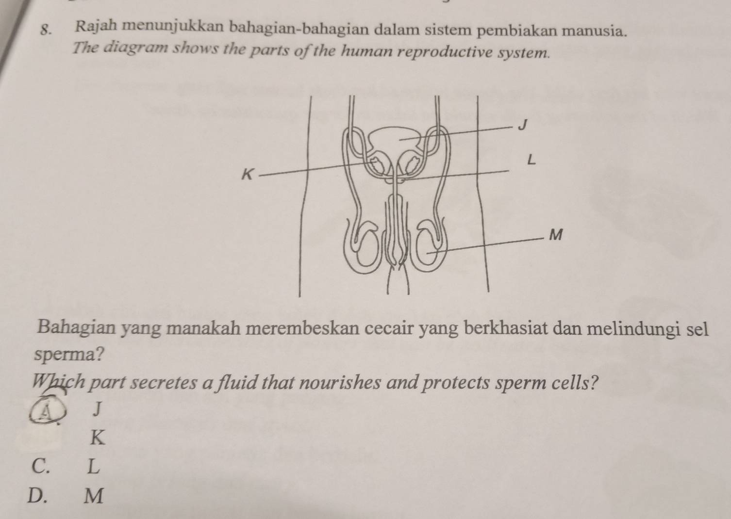 Rajah menunjukkan bahagian-bahagian dalam sistem pembiakan manusia.
The diagram shows the parts of the human reproductive system.
Bahagian yang manakah merembeskan cecair yang berkhasiat dan melindungi sel
sperma?
Which part secretes a fluid that nourishes and protects sperm cells?
J
K
C. L
D. M