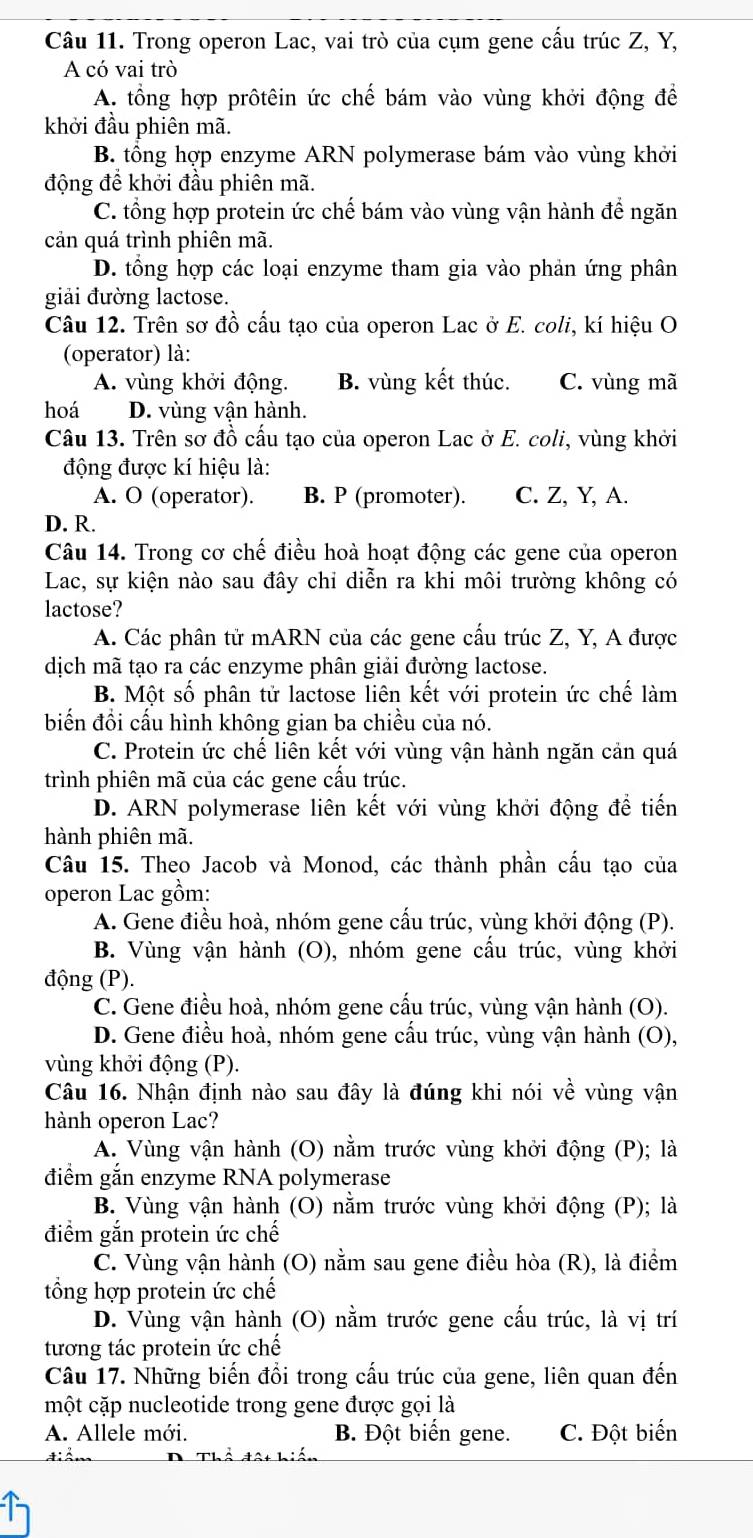 Trong operon Lac, vai trò của cụm gene cấu trúc Z, Y,
A có vai trò
A. tổng hợp prôtêin ức chế bám vào vùng khởi động để
khởi đầu phiên mã.
B. tổng hợp enzyme ARN polymerase bám vào vùng khởi
động để khởi đầu phiên mã.
C. tổng hợp protein ức chế bám vào vùng vận hành để ngăn
cản quá trình phiên mã.
D. tổng hợp các loại enzyme tham gia vào phản ứng phân
giải đường lactose.
Câu 12. Trên sơ đồ cấu tạo của operon Lac ở E. coli, kí hiệu O
(operator) là:
A. vùng khởi động. B. vùng kết thúc. C. vùng mã
hoá D. vùng vận hành.
Câu 13. Trên sơ đồ cấu tạo của operon Lac ở E. coli, vùng khởi
động được kí hiệu là:
A. O (operator). B. P (promoter). C. Z, Y, A.
D. R.
Câu 14. Trong cơ chế điều hoà hoạt động các gene của operon
Lac, sự kiện nào sau đây chi diễn ra khi môi trường không có
lactose?
A. Các phân tử mARN của các gene cấu trúc Z, Y, A được
dịch mã tạo ra các enzyme phân giải đường lactose.
B. Một số phân tử lactose liên kết với protein ức chế làm
biến đồi cấu hình không gian ba chiều của nó.
C. Protein ức chế liên kết với vùng vận hành ngăn cản quá
trình phiên mã của các gene cấu trúc.
D. ARN polymerase liên kết với vùng khởi động để tiến
hành phiên mã.
Câu 15. Theo Jacob và Monod, các thành phần cấu tạo của
operon Lac gồm:
A. Gene điều hoà, nhóm gene cấu trúc, vùng khởi động (P).
B. Vùng vận hành (O), nhóm gene cầu trúc, vùng khởi
động (P).
C. Gene điều hoà, nhóm gene cấu trúc, vùng vận hành (O).
D. Gene điều hoà, nhóm gene cấu trúc, vùng vận hành (O),
vùng khởi động (P).
Câu 16. Nhận định nào sau đây là đúng khi nói về vùng vận
hành operon Lac?
A. Vùng vận hành (O) nằm trước vùng khởi động (P); là
điểm gắn enzyme RNA polymerase
B. Vùng vận hành (O) nằm trước vùng khởi động (P); là
điểm gắn protein ức chế
C. Vùng vận hành (O) nằm sau gene điều hòa (R), là điểm
tổng hợp protein ức chế
D. Vùng vận hành (O) nằm trước gene cấu trúc, là vị trí
tương tác protein ức chế
Câu 17. Những biến đổi trong cấu trúc của gene, liên quan đến
một cặp nucleotide trong gene được gọi là
A. Allele mới. B. Đột biến gene. C. Đột biển