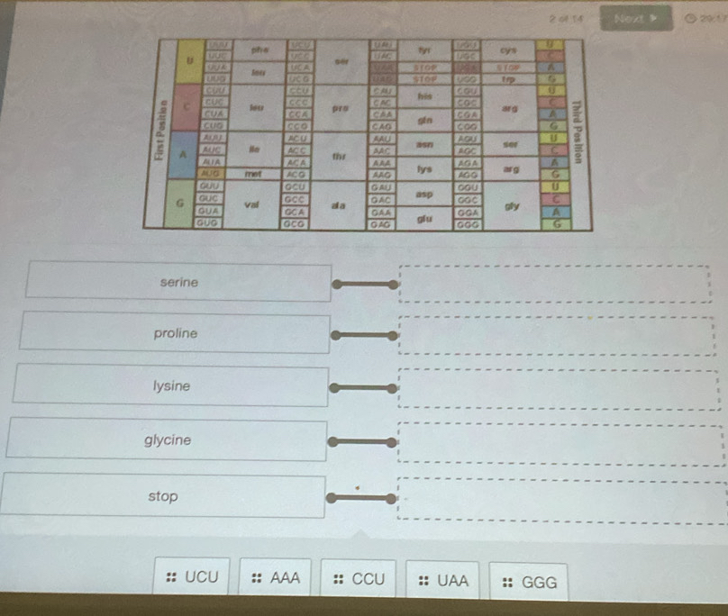 2 04 14 Next 29:17
serine
proline
lysine
glycine
stop
UCU AAA CCU UAA GGG