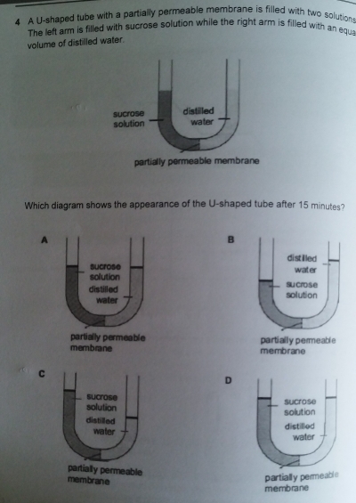 A U-shaped tube with a partially permeable membrane is filled with two solutions 
The left arm is filled with sucrose solution while the right arm is filled with an equa 
volume of distilled water. 
Which diagram shows the appearance of the U-shaped tube after 15 minutes? 
A 
B 




C 
D 

membrane