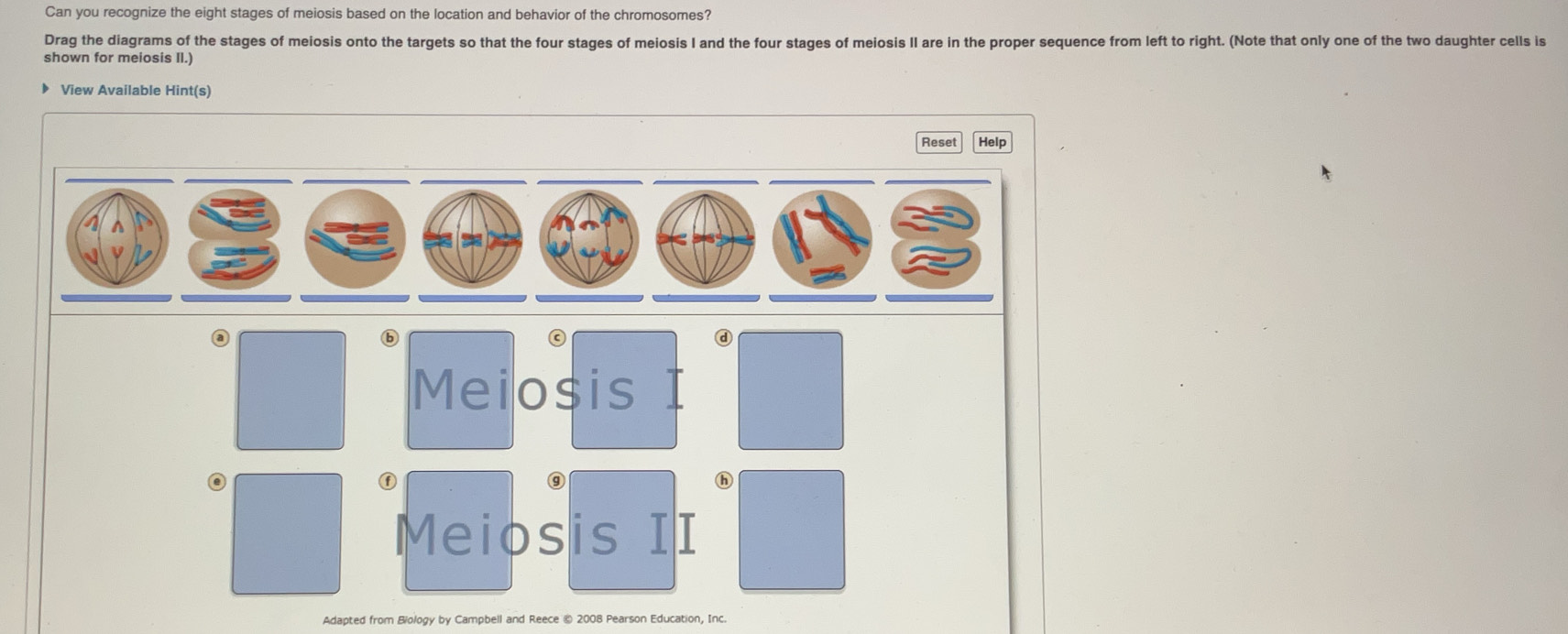 Solved: Can you recognize the eight stages of meiosis based on the ...