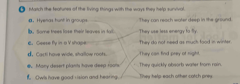 Match the features of the living things with the ways they help survival.
a. Hyenas hunt in groups. They can reach water deep in the ground.
b. Some trees lose their leaves in fall. They use less energy to fly.
c. Geese fly in a V shape. They do not need as much food in winter.
d. Cacti have wide, shallow roots. They can find prey at night.
e. Many desert plants have deep roots They quickly absorb water from rain.
f. Owls have good vision and hearing They help each other catch prey.