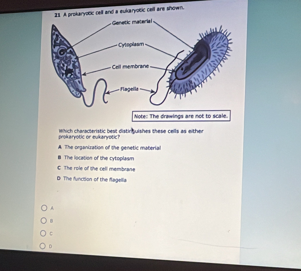 karyotic cell and a eukaryotic cell are shown.
Which characteristic best distir guishes these cells as either
prokaryotic or eukaryotic?
A The organization of the genetic material
B The location of the cytoplasm
C The role of the cell membrane
D The function of the flagella
A
B
C
D