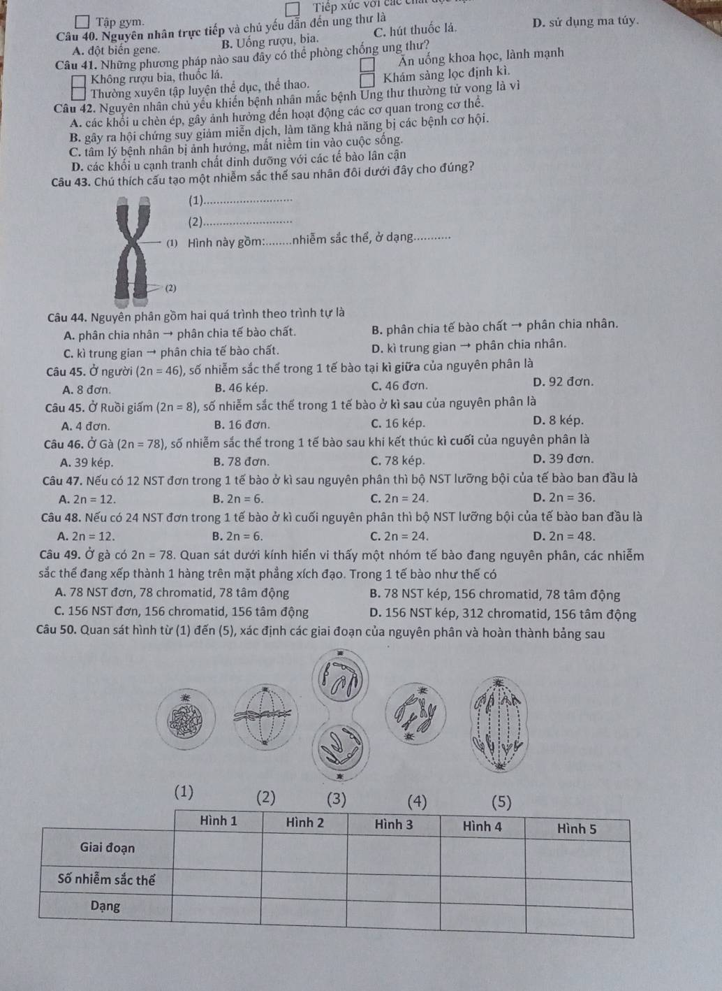Tiếp xúc với các chú
_ Tập gym.
Câu 40. Nguyên nhân trực tiếp và chủ yếu dẫn đến ung thư là D. sử dụng ma túy.
B. Uống rượu, bia. C. hút thuốc là.
A. đột biến gene.
Câu 41. Những phương pháp nào sau đãy có thể phòng chống ung thư?
Không rượu bia, thuốc lá. Ấn uống khoa học, lành mạnh
Thường xuyên tập luyện thể dục, thể thao. Khám sàng lọc định kì.
Câu 42. Nguyên nhân chủ yếu khiến bệnh nhân mắc bệnh Ung thư thường tử vong là vì
A. các khổi u chèn ép, gây ảnh hưởng đến hoạt động các cơ quan trong cơ thể.
B. gây ra hội chứng suy giảm miễn dịch, làm tăng khả năng bị các bệnh cơ hội.
C. tâm lý bệnh nhân bị ảnh hưởng, mất niềm tin vào cuộc sống.
D. các khối u cạnh tranh chất dinh dưỡng với các tế bào lân cận
Câu 43. Chú thích cấu tạo một nhiễm sắc thể sau nhân đôi dưới đây cho đúng?
(1)._
(2)_
Hình này gồm:........nhiễm sắc thể, ở dạng.
Câu 44. Nguyên phân gồm hai quá trình theo trình tự là
A. phân chia nhân → phân chia tế bào chất. B. phân chia tế bào chất → phân chia nhân.
C. kì trung gian → phân chia tế bào chất. D. kì trung gian → phân chia nhân.
Câu 45. Ở người (2n=46) 0, số nhiễm sắc thế trong 1 tế bào tại kì giữa của nguyên phân là
A. 8 đơn. B. 46 kép. C. 46 đơn. D. 92 đơn.
Câu 45. Ở Ruồi giấm (2n=8) 0, số nhiễm sắc thế trong 1 tế bào ở kì sau của nguyên phân là
A. 4 đơn. B. 16 đơn. C. 16 kép. D. 8 kép.
Câu 46. Ở Gà (2n=78) ), số nhiễm sắc thể trong 1 tế bào sau khi kết thúc kì cuối của nguyên phân là
A. 39 kép. B. 78 đơn. C. 78 kép. D. 39 đơn.
Câu 47. Nếu có 12 NST đơn trong 1 tế bào ở kì sau nguyên phân thì bộ NST lưỡng bội của tế bào ban đầu là
A. 2n=12. B. 2n=6. C. 2n=24. D. 2n=36.
Câu 48. Nếu có 24 NST đơn trong 1 tế bào ở kì cuối nguyên phân thì bộ NST lưỡng bội của tế bào ban đầu là
A. 2n=12. B. 2n=6. C. 2n=24. D. 2n=48.
Câu 49. Ở gà có 2n=78 3. Quan sát dưới kính hiển vi thấy một nhóm tế bào đang nguyên phân, các nhiễm
sắc thể đang xếp thành 1 hàng trên mặt phẳng xích đạo. Trong 1 tế bào như thế có
A. 78 NST đơn, 78 chromatid, 78 tâm động B. 78 NST kép, 156 chromatid, 78 tâm động
C. 156 NST đơn, 156 chromatid, 156 tâm động D. 156 NST kép, 312 chromatid, 156 tâm động
Câu 50. Quan sát hình từ (1) đến (5), xác định các giai đoạn của nguyên phân và hoàn thành bảng sau
(1) (2) (3) (4) (5)
Hình 1 Hình 2 Hình 3 Hình 4 Hình 5
Giai đoạn
Số nhiễm sắc thể
Dạng