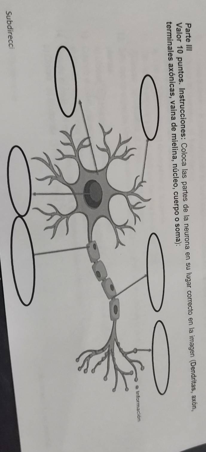 Parte III 
Valor 10 puntos. Instrucciones: Coloca las partes de la neurona en su lugar correcto en la imagen (Dendritas, axón, 
terminales axónicas, vaina de mielina, núcleo, cuerpo o soma): 
Subdirecci