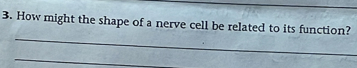 How might the shape of a nerve cell be related to its function? 
_ 
_