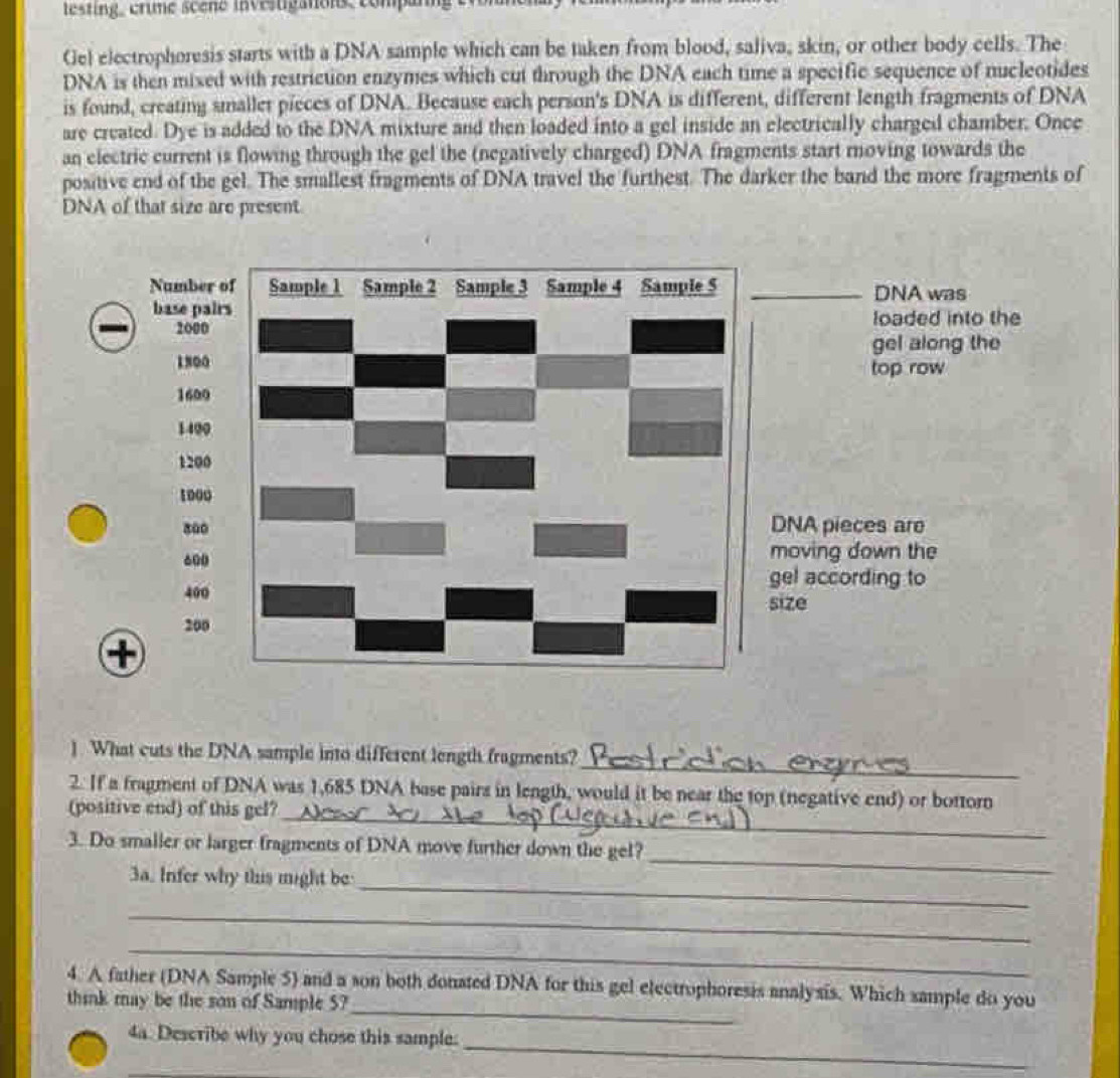 lesting, crime scene investganons to 
Gel electrophoresis starts with a DNA sample which can be taken from blood, saliva, skin, or other body cells. The 
DNA is then mixed with restriction enzymes which cut through the DNA each time a specific sequence of nucleotides 
is found, creating smallet pieces of DNA. Because each person's DNA is different, different length fragments of DNA 
are created. Dye is added to the DNA mixture and then loaded into a gel inside an electrically charged chamber. Once 
an electric current is flowing through the gel the (negatively charged) DNA fragments start moving towards the 
positive end of the gel. The smallest fragments of DNA travel the furthest. The darker the band the more fragments of 
DNA of that size are present 
_ 
1. What cuts the DNA sample into different length fragments? 
_ 
2. If a fragment of DNA was 1,685 DNA base pairs in length, would it be near the top (negative end) or bottorn 
(positive end) of this gel? 
_ 
3. Do smaller or larger fragments of DNA move further down the gel? 
_ 
3a. Infer why this might be 
_ 
_ 
_ 
4. A father (DNA Sample 5) and a son both donated DNA for this gel electrophoresis analysis. Which sample do you 
think may be the son of Sample 5? 
_ 
4a. Describe why you chose this sample: