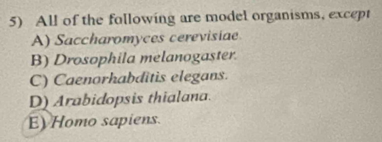 All of the following are model organisms, except
A) Saccharomyces cerevisiae
B) Drosophila melanogaster.
C) Caenorhabditis elegans.
D) Arabidopsis thialana.
E) Homo sapiens.