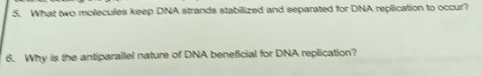 What two molecules keep DNA strands stabilized and separated for DNA replication to occur? 
6. Why is the antiparallel nature of DNA beneficial for DNA replication?