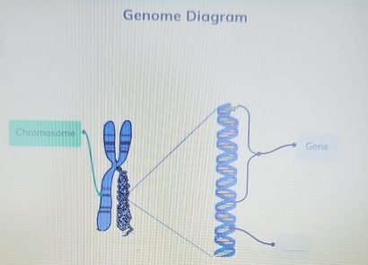 Genome Diagram