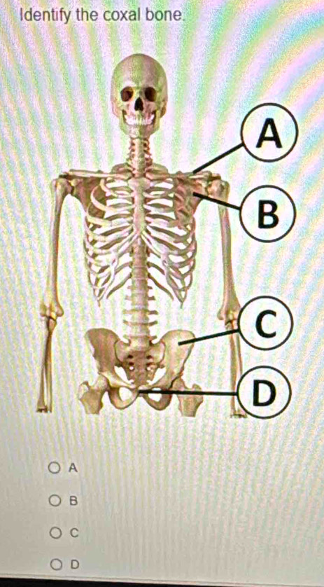 Identify the coxal bone.
A
B
C
D