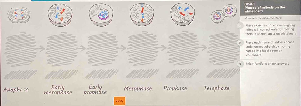 Solved: PHASE 1: Phases of mitosis on the whiteboard Complete the ...