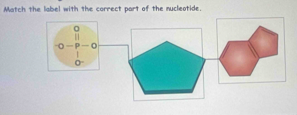 Match the label with the correct part of the nucleotide.