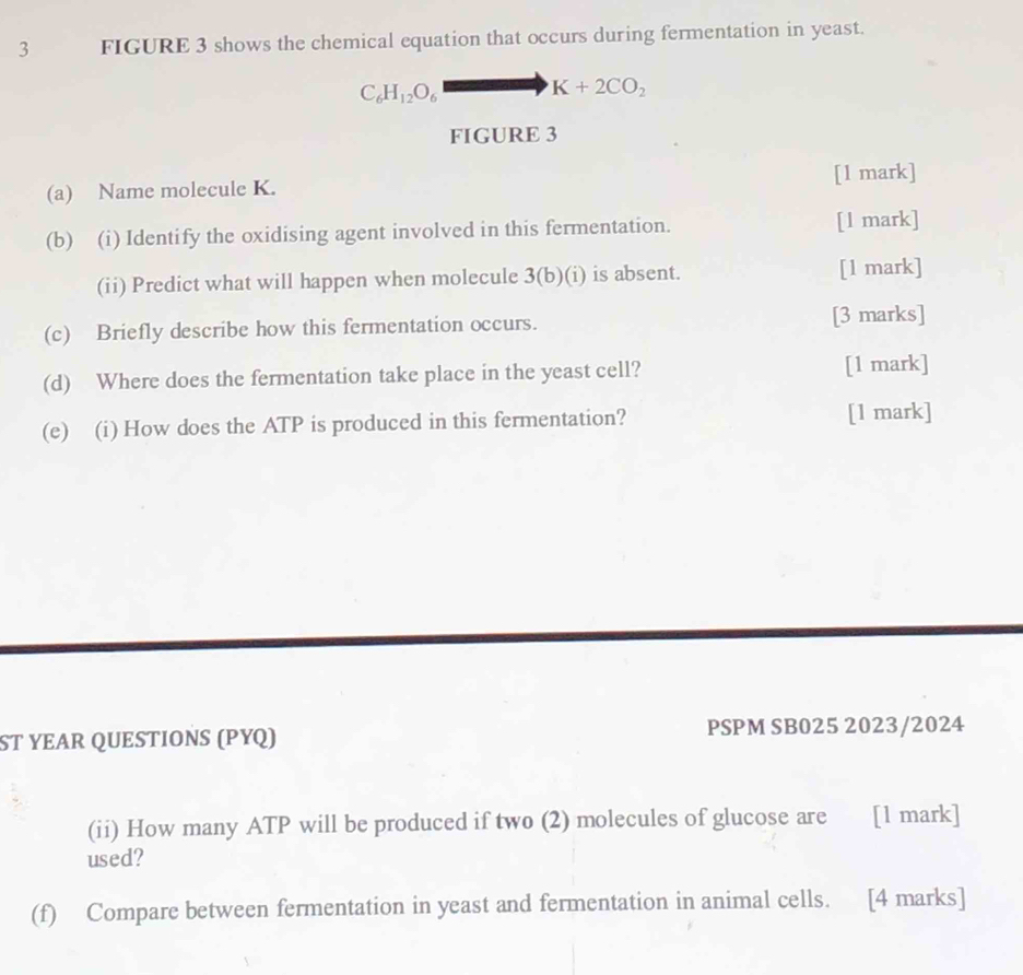 FIGURE 3 shows the chemical equation that occurs during fermentation in yeast.
C_6H_12O_6to K+2CO_2
FIGURE 3 
(a) Name molecule K. [l mark] 
(b) (i) Identify the oxidising agent involved in this fermentation. [l mark] 
(ii) Predict what will happen when molecule 3 (b)(i) is absent. [l mark] 
(c) Briefly describe how this fermentation occurs. [3 marks] 
(d) Where does the fermentation take place in the yeast cell? [1 mark] 
(e) (i) How does the ATP is produced in this fermentation? [1 mark] 
ST YEAR QUESTIONS (PYQ) PSPM SB025 2023/2024 
(ii) How many ATP will be produced if two (2) molecules of glucose are [1 mark] 
used? 
(f) Compare between fermentation in yeast and fermentation in animal cells. [4 marks]