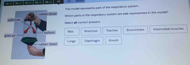 √ Q2 Q3 I Q4 √ Q5 Q6 Q1 Resuit=
This model represents part of the respiratory system.
Which parts of the respiratory system are not represented in the model?
Select all correct answers
Ribs Bronchus Trachea Bronchioles Intercostal muscies
Lungs Diaphragm Alveoli