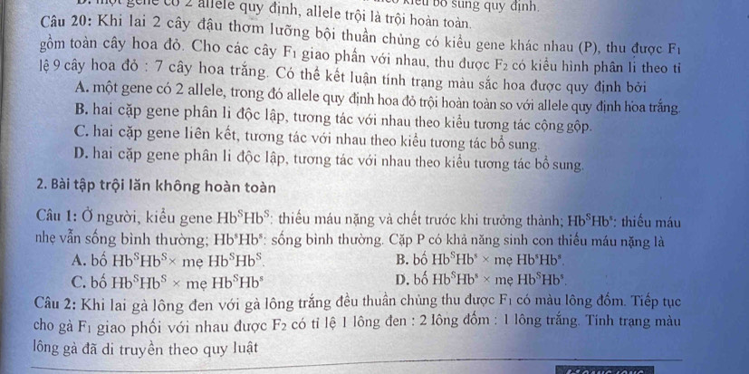 ểu  bo sung quy định.
một gene có 2 allele quy định, allele trội là trội hoàn toàn.
Câu 20: Khi lai 2 cây đậu thơm lưỡng bội thuần chủng có kiều gene khác nhau (P), thu được F_1
gồm toàn cây hoa đỏ. Cho các cây F_1 giao phần với nhau, thu được F_2 có kiểu hình phân li theo tỉ
lệ 9 cây hoa đỏ : 7 cây hoa trắng. Có thể kết luận tính trang màu sắc hoa được quy định bởi
A. một gene có 2 allele, trong đó allele quy định hoa đỏ trội hoàn toàn so với allele quy định hoa trắng
B. hai cặp gene phân li độc lập, tương tác với nhau theo kiểu tương tác cộng gộp.
C. hai cặp gene liên kết, tương tác với nhau theo kiểu tương tác bổ sung.
D. hai cặp gene phân li độc lập, tương tác với nhau theo kiểu tương tác bổ sung.
2. Bài tập trội lăn không hoàn toàn
Câu 1: Ở người, kiểu gene Hb^SHb^S : thiếu máu nặng và chết trước khi trưởng thành; Hb^SHb^s : thiếu máu
nhẹ vẫn sống bình thường; Hb^5Hb^5 *: sống bình thường. Cặp P có khả năng sinh con thiếu máu nặng là
A.  bố Hb^SHb^S* me Hb^SHb^S. B. bố Hb^SHb^s* I mẹ Hb^5Hb^s.
C. bố Hb^SHb^S* mẹ Hb^SHb^s D. bố Hb^SHb^s* mẹ Hb^SHb^s.
Câu 2: Khi lai gà lông đen với gà lông trắng đều thuần chủng thu được F_1 có màu lông đốm. Tiếp tục
cho gà F_1 giao phối với nhau được F_2 có tỉ lệ 1 lông đen : 2 lông đốm : 1 lông trắng. Tính trạng màu
lông gà đã di truyền theo quy luật