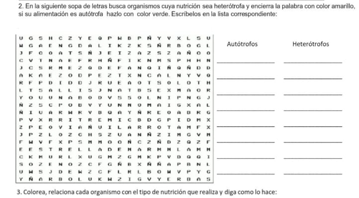 En la siguiente sopa de letras busca organismos cuya nutrición sea heterótrofa y encierra la palabra con color amarillo, 
si su alimentación es autótrofa hazlo con color verde. Escríbelos en la lista correspondiente: 
3. Colorea, relaciona cada organismo con el tipo de nutrición que realiza y diga como lo hace: