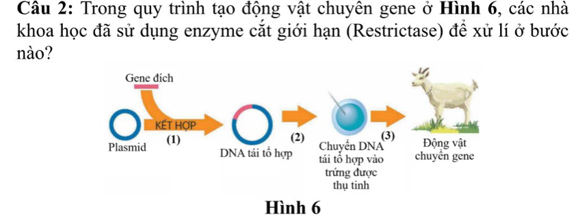 Trong quy trình tạo động vật chuyên gene ở Hình 6, các nhà 
khoa học đã sử dụng enzyme cắt giới hạn (Restrictase) để xử lí ở bước 
nào? 
Hình 6