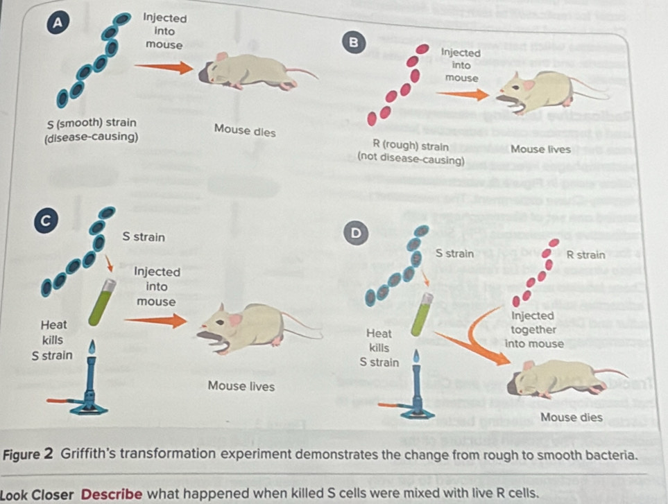 strain 
D 
S strain R strain 
Injected 
into 
mouse 
Injected 
Heat Heat together 
kills kills into mouse 
S strain S strain 
Mouse lives 
Mouse dies 
Figure 2 Griffith's transformation experiment demonstrates the change from rough to smooth bacteria. 
Look Closer Describe what happened when killed S cells were mixed with live R cells.