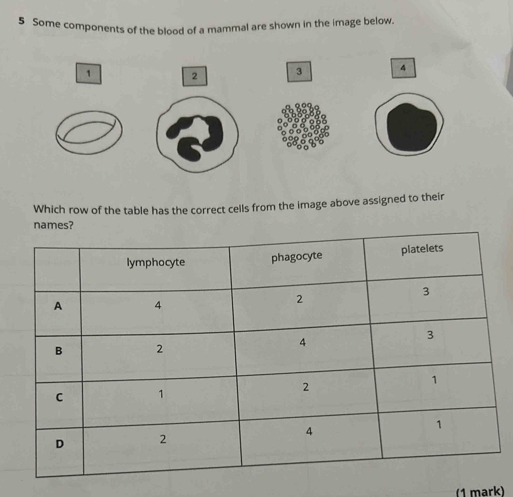 Some components of the blood of a mammal are shown in the image below. 
Which row of the table has the correct cells from the image above assigned to their 
(1 mark)