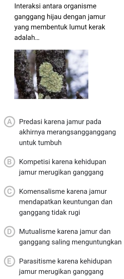 Interaksi antara organisme
ganggang hijau dengan jamur
yang membentuk lumut kerak
adalah...
Predasi karena jamur pada
akhirnya merangsangganggang
untuk tumbuh
B Kompetisi karena kehidupan
jamur merugikan ganggang
Komensalisme karena jamur
mendapatkan keuntungan dan
ganggang tidak rugi
D Mutualisme karena jamur dan
ganggang saling menguntungkan
Parasitisme karena kehidupan
jamur merugikan ganggang