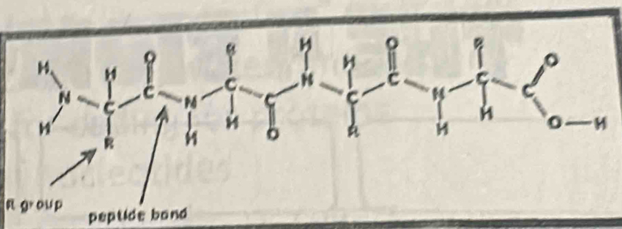 peptide band