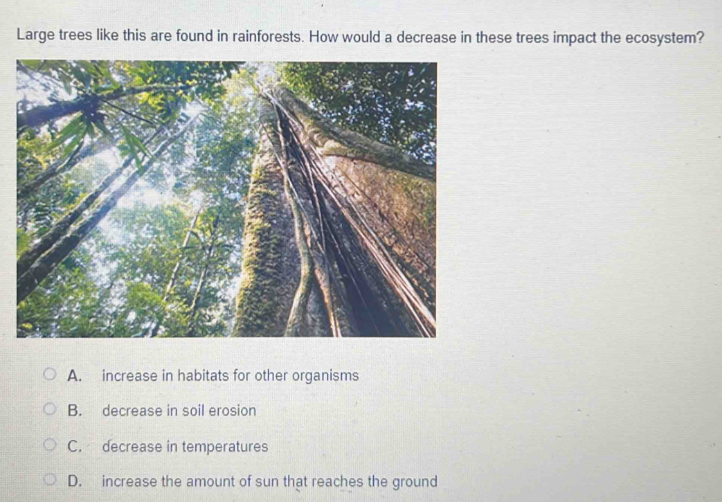 Large trees like this are found in rainforests. How would a decrease in these trees impact the ecosystem?
A. increase in habitats for other organisms
B. decrease in soil erosion
C. decrease in temperatures
D. increase the amount of sun that reaches the ground