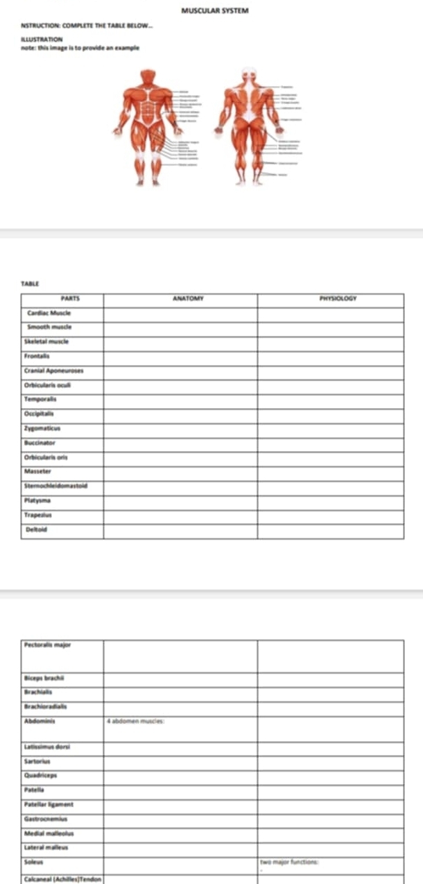 MUSCULAR SYSTEM 
NSTRUCTION: COMPLETE THE TABLE BELOW. 
ILLUSTRATION 
Calcaneal (Achilles)Tendon