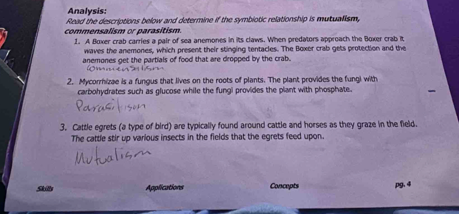 Analysis: 
Read the descriptions below and determine if the symbiotic relationship is mutualism, 
commensalism or parasitism. 
1. A Boxer crab carries a pair of sea anemones in its claws. When predators approach the Boxer crab it 
waves the anemones, which present their stinging tentacles. The Boxer crab gets protection and the 
anemones get the partials of food that are dropped by the crab. 
2. Mycorrhizae is a fungus that lives on the roots of plants. The plant provides the fungl with 
carbohydrates such as glucose while the fungi provides the plant with phosphate. 
3. Cattle egrets (a type of bird) are typically found around cattle and horses as they graze in the field. 
The cattle stir up various insects in the fields that the egrets feed upon. 
Skills Applications Concepts pg. 4