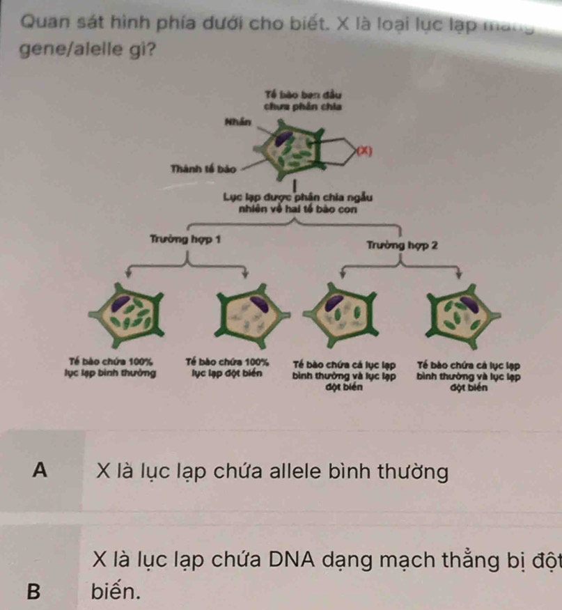 Quan sát hình phía dưới cho biết. X là loại lục lạp mạng
gene/alelle gi?
A X là lục lạp chứa allele bình thường
X là lục lạp chứa DNA dạng mạch thẳng bị đột
B biến.