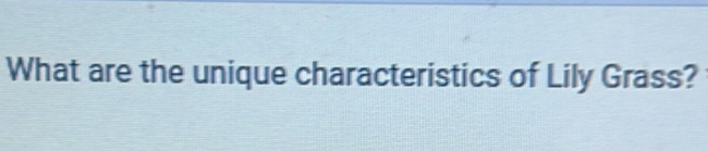 What are the unique characteristics of Lily Grass?