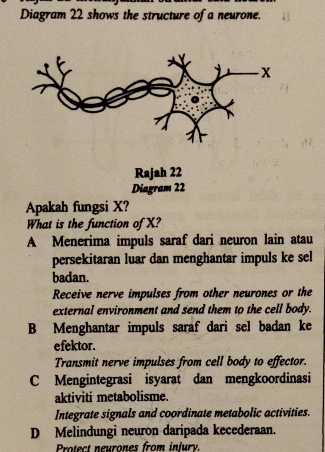 Diagram 22 shows the structure of a neurone.
Diagram 22
Apakah fungsi X?
What is the function of X?
A Menerima impuls saraf dari neuron lain atau
persekitaran luar dan menghantar impuls ke sel
badan.
Receive nerve impulses from other neurones or the
external environment and send them to the cell body.
B Menghantar impuls saraf dari sel badan ke
efektor.
Transmit nerve impulses from cell body to effector.
C Mengintegrasi isyarat dan mengkoordinasi
aktiviti metabolisme.
Integrate signals and coordinate metabolic activities.
D Melindungi neuron daripada kecederaan.
Protect neurones from injury.