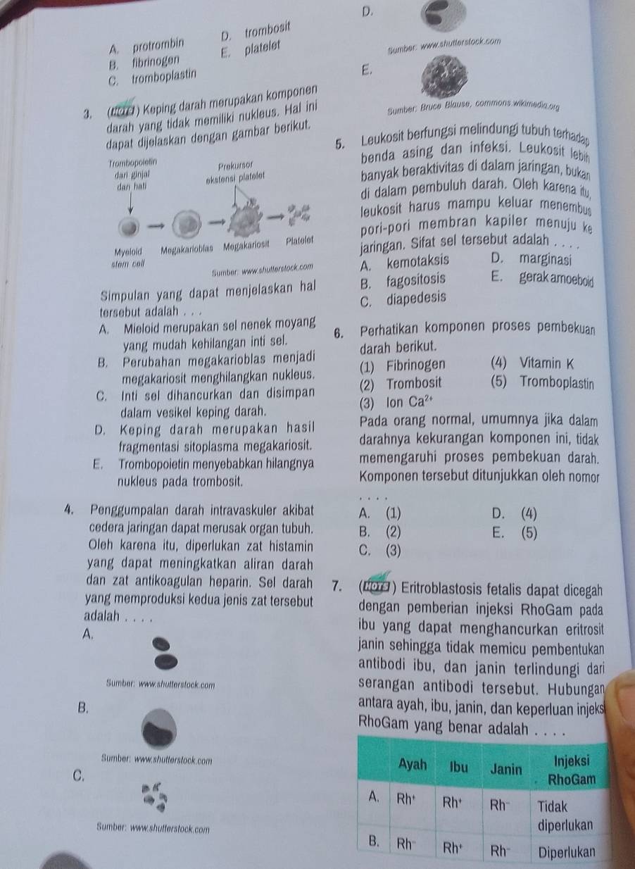 D.
A. protrombin D. trombosit
B. fibrinogen E. platelet
C. tromboplastin Sumber: www.shutterstock.com
E.
3. (#) Keping darah merupakan komponen
darah yang tidak memiliki nukleus. Hal ini Sumber: Bruce Blause, commons.wikimedia.org
dapat dijelaskan dengan gambar berikut.
5. Leukosit berfungsi melindungi tubuh terhadap
benda asing dan infeksi. Leukosit lebih
banyak beraktivitas di dalam jaringan, bukan
di dalam pembuluh darah. Oleh karena itu
leukosit harus mampu keluar menembu
pori-pori membran kapiler menuju k
jaringan. Sifat sel tersebut adalah . . .
A. kemotaksis D. marginasi
Simpulan yang dapat menjelaskan hal B. fagositosis E. gerak amoeboid
tersebut adalah . . . C. diapedesis
A. Mieloid merupakan sel nenek moyang 6. Perhatikan komponen proses pembekuan
yang mudah kehilangan inti sel. darah berikut.
B. Perubahan megakarioblas menjadi (1) Fibrinogen (4) Vitamin K
megakariosit menghilangkan nukleus.
(2) Trombosit (5) Tromboplastin
C. Inti sel dihancurkan dan disimpan (3) lon Ca^(2+)
dalam vesikel keping darah.
D. Keping darah merupakan hasil Pada orang normal, umumnya jika dalam
fragmentasi sitoplasma megakariosit. darahnya kekurangan komponen ini, tidak
E. Trombopoietin menyebabkan hilangnya memengaruhi proses pembekuan darah.
nukleus pada trombosit. Komponen tersebut ditunjukkan oleh nomor
4. Penggumpalan darah intravaskuler akibat A. (1) D. (4)
cedera jaringan dapat merusak organ tubuh. B. (2) E. (5)
Oleh karena itu, diperlukan zat histamin C. (3)
yang dapat meningkatkan aliran darah 
dan zat antikoagulan heparin. Sel darah 7. (29) Eritroblastosis fetalis dapat dicegah
yang memproduksi kedua jenis zat tersebut dengan pemberian injeksi RhoGam pada
adalah 。 。 。 。  ibu yang dapat menghancurkan eritrosit
A.
janin sehingga tidak memicu pembentukan 
antibodi ibu, dan janin terlindungi dari
Sumber: www.shutterstock.com serangan antibodi tersebut. Hubungan
antara ayah, ibu, janin, dan keperluan injeks
B. RhoGam yang benar adalah . . .
Sumber: www.shutterstock.com 
C.
Sumber: www.shutterstock.com