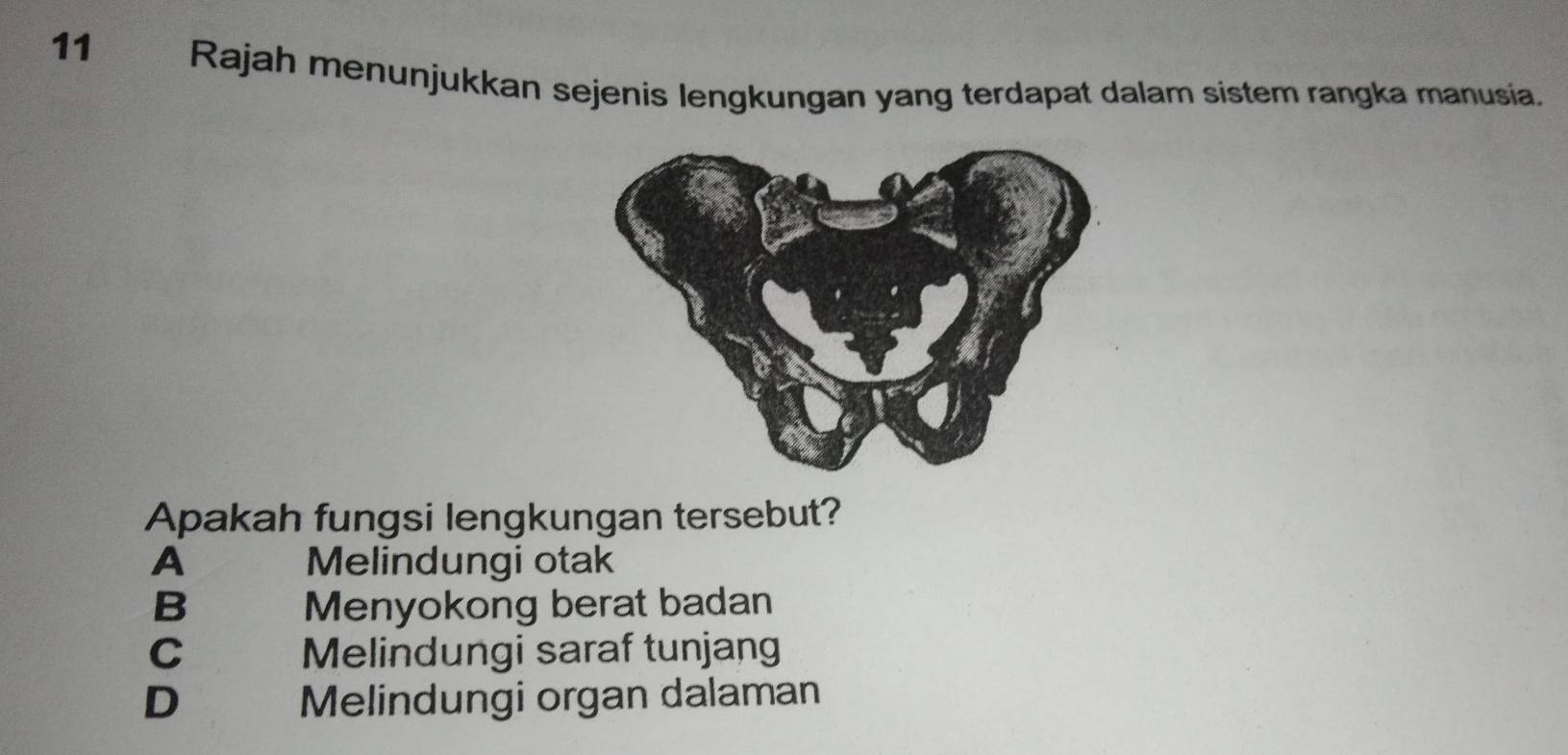 Rajah menunjukkan sejenis lengkungan yang terdapat dalam sistem rangka manusia.
Apakah fungsi lengkungan tersebut?
A Melindungi otak
B Menyokong berat badan
C Melindungi saraf tunjang
D Melindungi organ dalaman