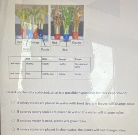 Red Blue Orange Purple
Leaf health Healthy Healthy Heathy Shrvaled and talling
Leaf calor Red Slightly blue Orange Puple
Based on the data collected, what is a possible hypothesis for this experiment?
If celery stalks are placed in water with food dye, the leaves will change color.
If colored celery stalks are placed in water, the water will change color.
If colored water is used, plants will grow taller.
If celery stalks are placed in clear water, the plants will not change color.