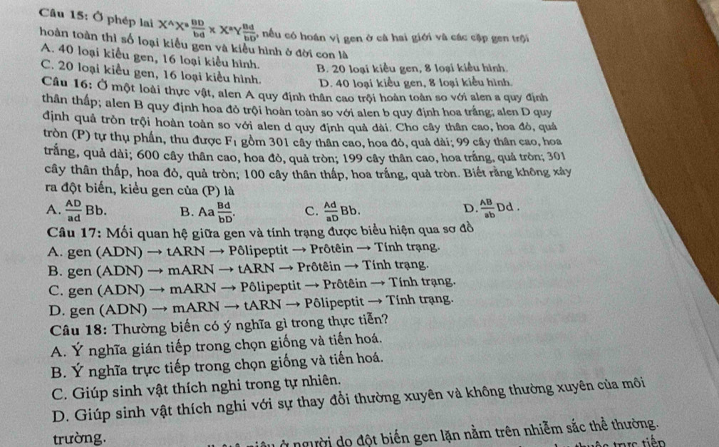 Ở phép lai X^(wedge)X^a BD/bd * X^aY Bd/bb  :, nều có hoán vị gen ở cả hai giới và các cập gen trội
hoàn toàn thì số loại kiểu gen và kiểu hình ở đời con là
A. 40 loại kiểu gen, 16 loại kiểu hình. B. 20 loại kiều gen, 8 loại kiểu hình.
C. 20 loại kiều gen, 16 loại kiều hình. D. 40 loại kiểu gen, 8 loại kiểu hình.
Câu 16: Ở một loài thực vật, alen A quy định thân cao trội hoàn toàn so với alen a quy định
thân thấp; alen B quy định hoa đỏ trội hoàn toàn so với alen b quy định hoa trắng; alen D quy
định quả tròn trội hoàn toàn so với alen d quy định quả dài. Cho cây thân cao, hoa đỏ, quả
tròn (P) tự thụ phần, thu được F_1 gồm 301 cây thân cao, hoa đỏ, quả dài; 99 cây thân cao, hoa
trắng, quả dài; 600 cây thân cao, hoa đò, quả tròn; 199 cây thân cao, hoa trắng, quả tròn; 301
cây thân thấp, hoa đỏ, quả tròn; 100 cây thân thấp, hoa trắng, quả tròn. Biết rằng không xảy
ra đột biến, kiểu gen của (P) là
A.  AD/ad Bb. B. Aa  Bd/bD . C.  Ad/aD Bb.  AB/ab Dd.
D.
Câu 17: Mối quan hệ giữa gen và tính trạng được biểu hiện qua sơ đồ
A. gen (ADN) → tARN → Pôlipeptit → Prôtêin → Tính trạng.
B. gen (ADN) → mARN → tARN → Prôtêin → Tính trạng.
C. gen (ADN) → mARN → Pôlipeptit → Prôtêin → Tính trạng.
D. gen (ADN) → mARN → tARN → Pôlipeptit → Tính trạng.
Câu 18: Thường biến có ý nghĩa gì trong thực tiễn?
A. Ý nghĩa gián tiếp trong chọn giống và tiến hoá.
B. Ý nghĩa trực tiếp trong chọn giống và tiến hoá.
C. Giúp sinh vật thích nghi trong tự nhiên.
D. Giúp sinh vật thích nghi với sự thay đổi thường xuyên và không thường xuyên của môi
trường.
Ở người do đột biến gen lặn nằm trên nhiễm sắc thể thường.
tực tiên