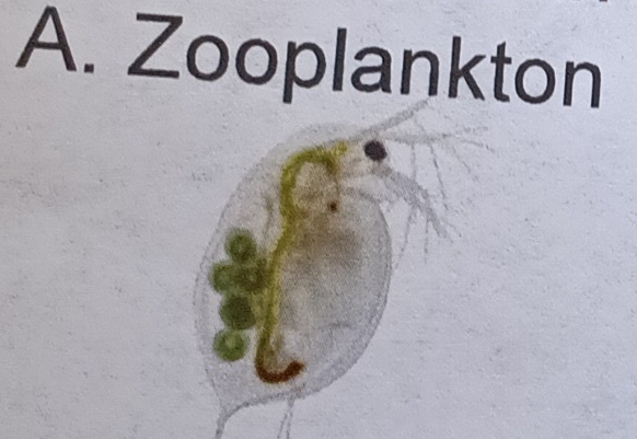 Zooplankton