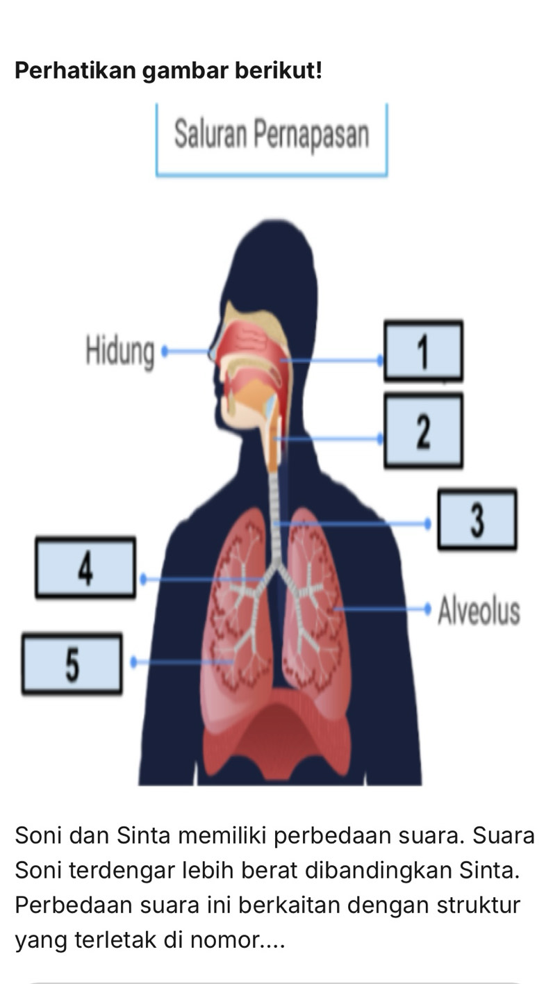 Perhatikan gambar berikut! 
Saluran Pernapasan 
s 
Soni dan Sinta memiliki perbedaan suara. Suara 
Soni terdengar lebih berat dibandingkan Sinta. 
Perbedaan suara ini berkaitan dengan struktur 
yang terletak di nomor....