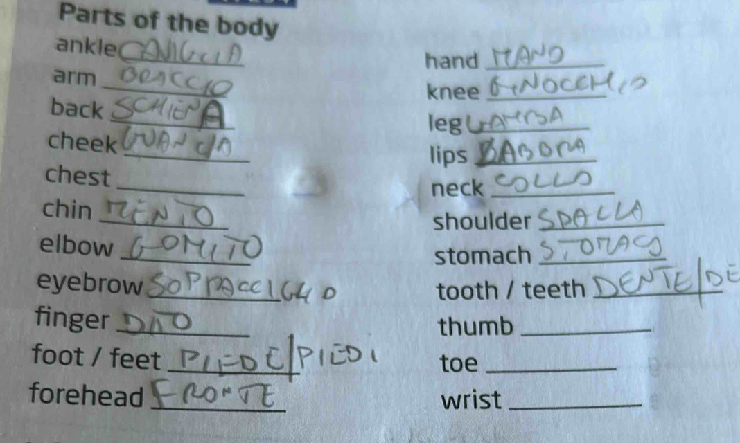 Parts of the body 
_ 
ankle 
hand_ 
_ 
arm 
knee_ 
_ 
back 
leg_ 
_ 
cheek 
lips_ 
_ 
chest 
neck_ 
_ 
chin 
shoulder_ 
_ 
elbow 
stomach_ 
eyebrow_ 
tooth / teeth_ 
finger_ 
thumb_ 
foot / feet _toe_ 
forehead _wrist_