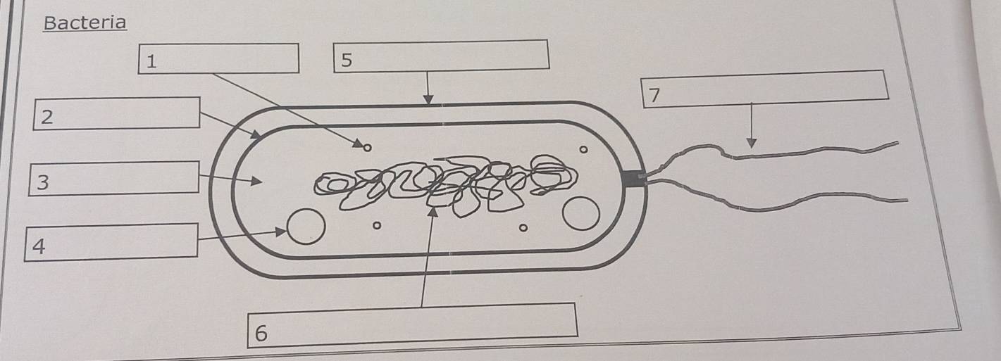 Bacteria
2
3
4
6