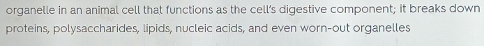 organelle in an animal cell that functions as the cell’s digestive component; it breaks down 
proteins, polysaccharides, lipids, nucleic acids, and even worn-out organelles