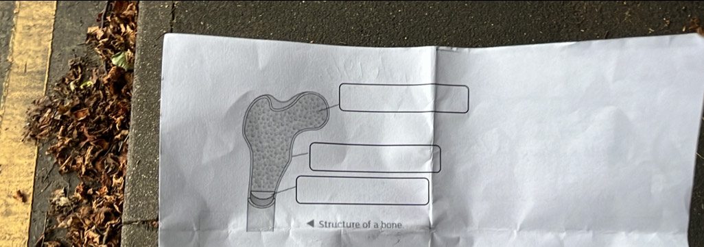 Structure of a bone