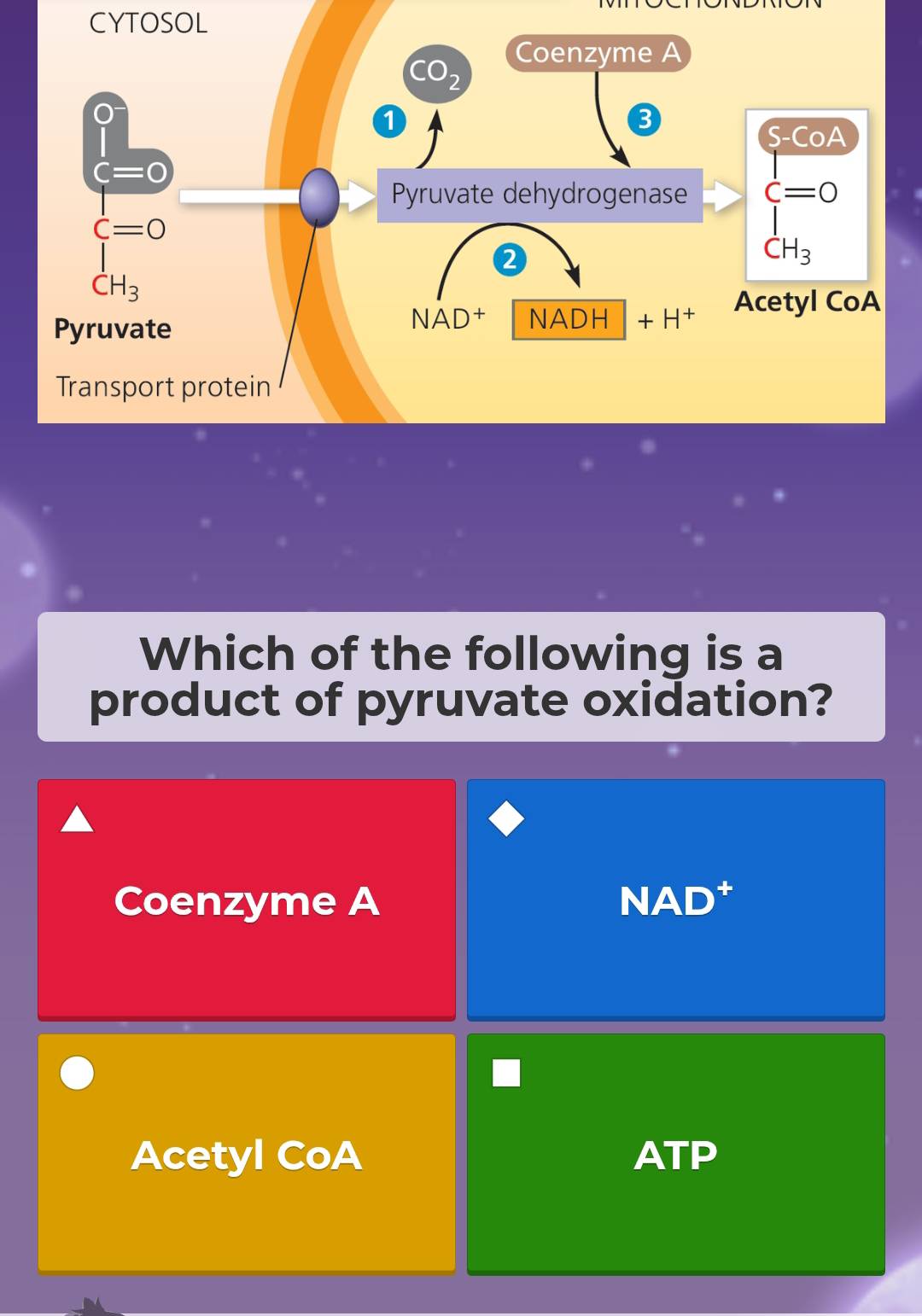 CYTOSOL
Which of the following is a
product of pyruvate oxidation?
Coenzyme A NAD⁺
Acetyl CoA ATP