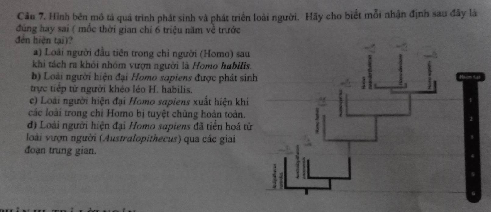 Cầu 7. Hình bên mô tả quá trình phát sinh và phát triển loài người. Hãy cho biết mỗi nhận định sau đây là
đúng hay sai ( mốc thời gian chỉ 6 triệu năm về trước
đến hiện tại)?
a) Loài người đầu tiên trong chi người (Homo) sau
khi tách ra khỏi nhóm vượn người là Homo habilis.
b) Loài người hiện đại Homo sapiens được phát sin
trực tiếp từ người khéo léo H. habilis.
c) Loài người hiện đại Homo sapiens xuất hiện khi
các loài trong chi Homo bị tuyệt chủng hoàn toàn.
d) Loài người hiện đại Homo sapiens đã tiến hoá từ
loài vượn người (Australopithecus) qua các giai
đoạn trung gian.