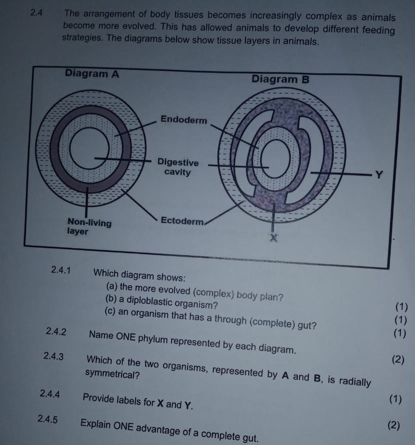 2.4 The arrangement of body tissues becomes increasingly complex as animals 
become more evolved. This has allowed animals to develop different feeding 
strategies. The diagrams below show tissue layers in animals. 
Which diagram shows: 
(a) the more evolved (complex) body plan? 
(b) a diploblastic organism? (1) 
(c) an organism that has a through (complete) gut? 
(1) 
(1) 
2.4.2 Name ONE phylum represented by each diagram. 
(2) 
2.4.3 Which of the two organisms, represented by A and B, is radially 
symmetrical? 
2.4.4 Provide labels for X and Y. 
(1) 
(2) 
2.4.5 Explain ONE advantage of a complete gut.