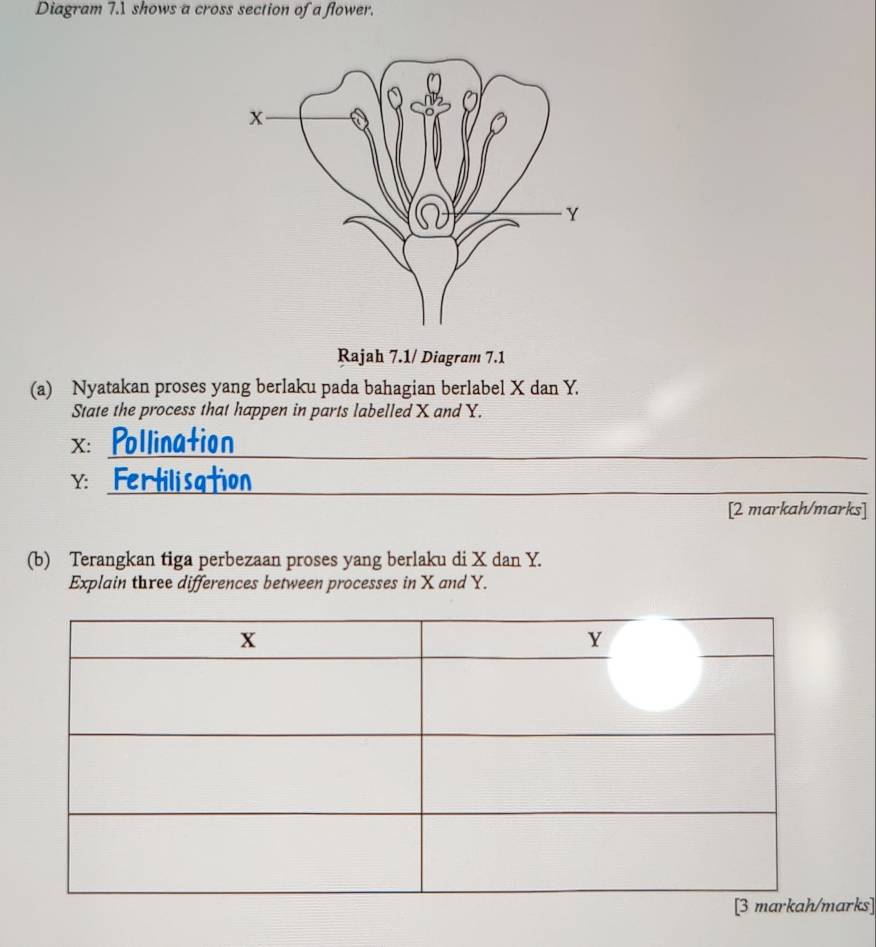 Diagram 7.1 shows a cross section of a flower. 
Rajah 7.1/ Diagram 7.1 
(a) Nyatakan proses yang berlaku pada bahagian berlabel X dan Y. 
State the process that happen in parts labelled X and Y. 
_
X : tion 
_
Y : tlia tion 
[2 markah/marks] 
(b) Terangkan tiga perbezaan proses yang berlaku di X dan Y. 
Explain three differences between processes in X and Y. 
arks]