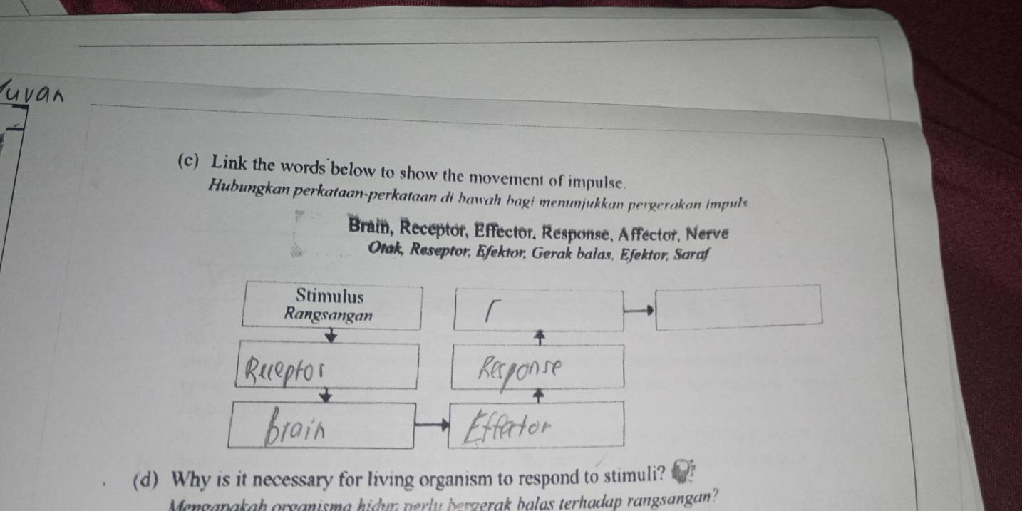 Link the words below to show the movement of impulse. 
Hubungkan perkataan-perkataan di bawah bagi menunjukkan pergerakan impuls 
Brain, Receptor, Effector. Response, Affector, Nerve 
Otak, Reseptor, Efektor, Gerak balas, Efektor, Saraf 
Stimulus 
Rangsangan 
(d) Why is it necessary for living organism to respond to stimuli? 
Mengapakah organisma hidur perly bergerak balas terhadap rangsangan?