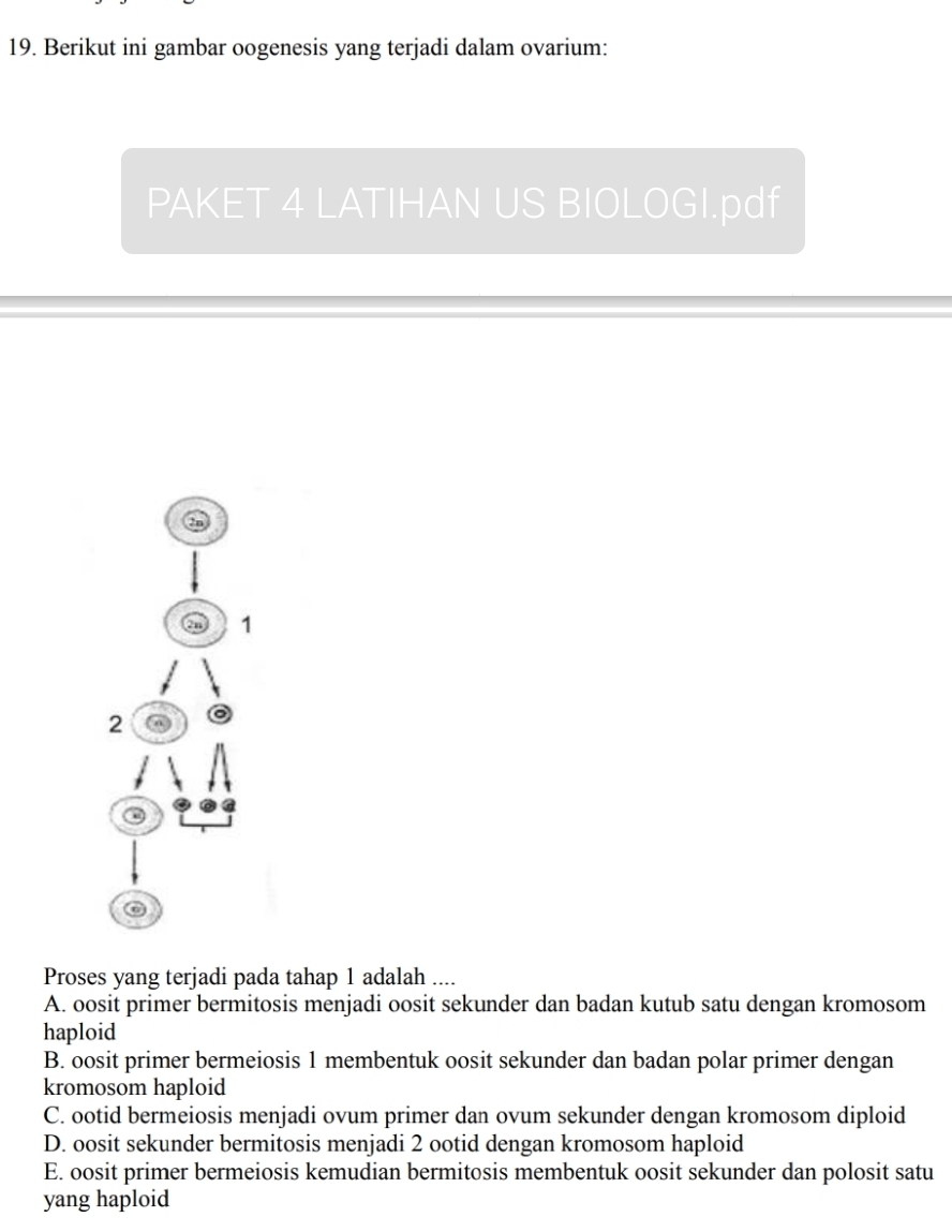 Berikut ini gambar oogenesis yang terjadi dalam ovarium:
PAKET 4 LATIHAN US BIOLOGI.pdf
Proses yang terjadi pada tahap 1 adalah ....
A. oosit primer bermitosis menjadi oosit sekunder dan badan kutub satu dengan kromosom
haploid
B. oosit primer bermeiosis 1 membentuk oosit sekunder dan badan polar primer dengan
kromosom haploid
C. ootid bermeiosis menjadi ovum primer dan ovum sekunder dengan kromosom diploid
D. oosit sekunder bermitosis menjadi 2 ootid dengan kromosom haploid
E. oosit primer bermeiosis kemudian bermitosis membentuk oosit sekunder dan polosit satu
yang haploid