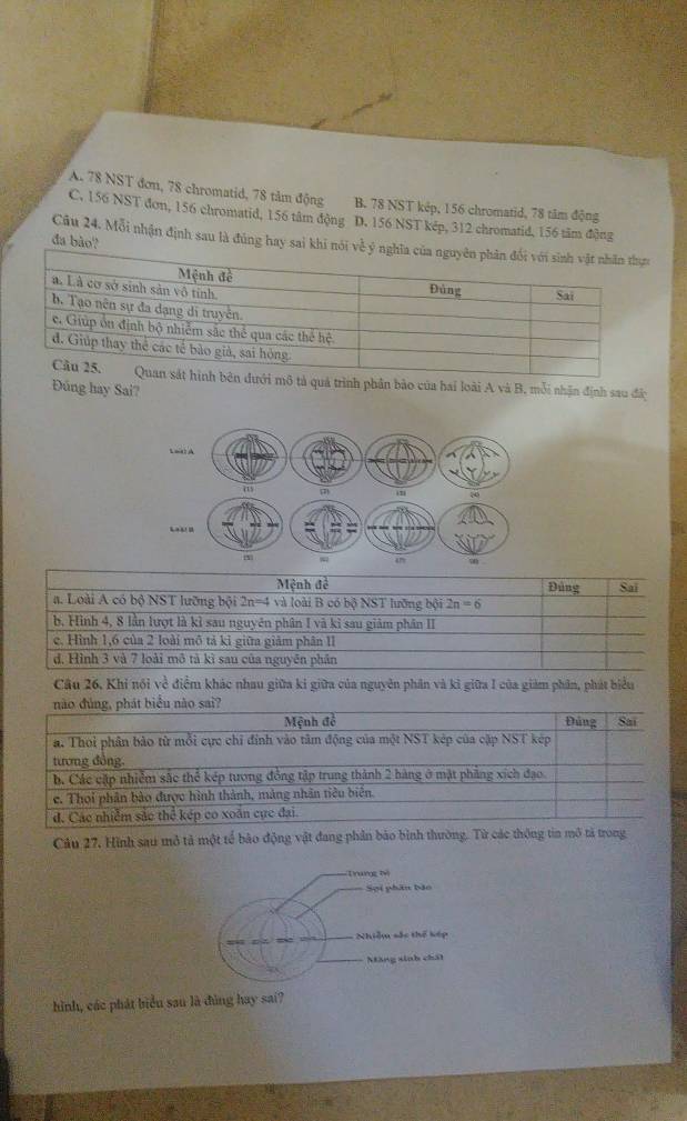 A. 78 NST đơn, 78 chromatid, 78 tảm động B. 78 NST kép, 156 chromatid, 78 tâm động
C. 156 NST đơn, 156 chromatid, 156 tâm động D. 156 NST kép, 312 chromatid, 156 tâm động
đa bão?
Câu 24. Mỗi nhận định sau là đúng hay sai khi n
ới mô tả quả trình phần bảo của hai loài A và B, mỗi nhận định sau đây
Đũng hay Sai?
Câu 26, Khi nói về điểm khác nhau giữa ki giữa của nguyên phân và kì giữa I của giám phân, phát biểu
Cầu 27, Hình sau mô tả một tế bào động vật đang phần bảo bình thường. Từ các thông tia mô tả trong
hình, các phát biểu sau là đùng hay sai?