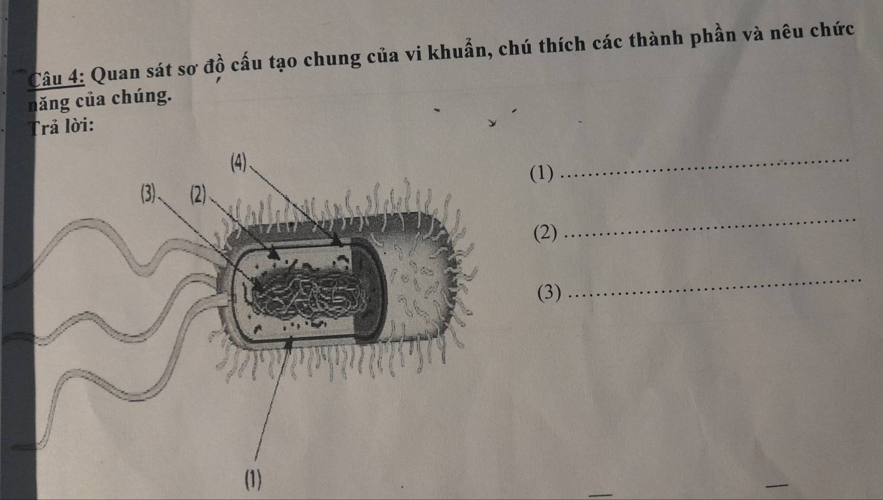 Quan sát sơ đồ cấu tạo chung của vi khuẩn, chú thích các thành phần và nêu chức 
năng của chúng. 
Trả lời: 
(1) 
_ 
(2) 
_ 
(3) 
_